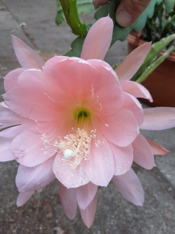 Epiphyllum cv. EK5