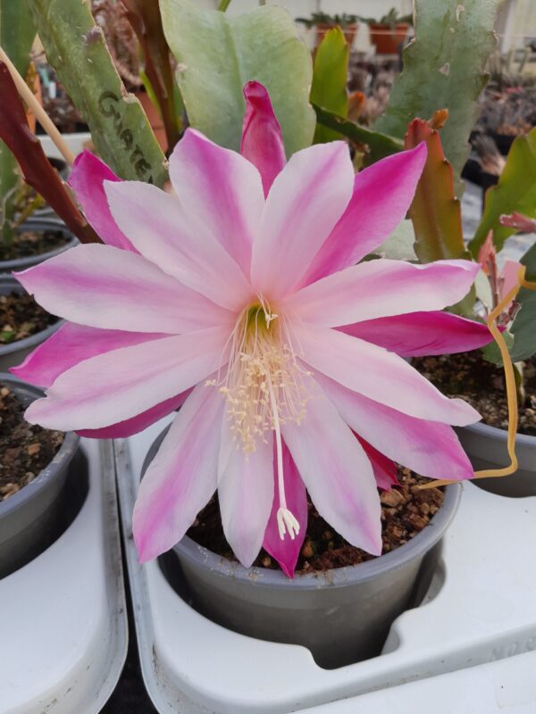 Epiphyllum cv. Timm D