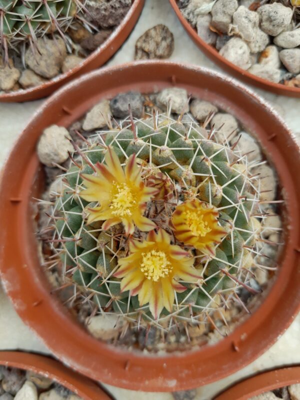 Mammillaria uncinata