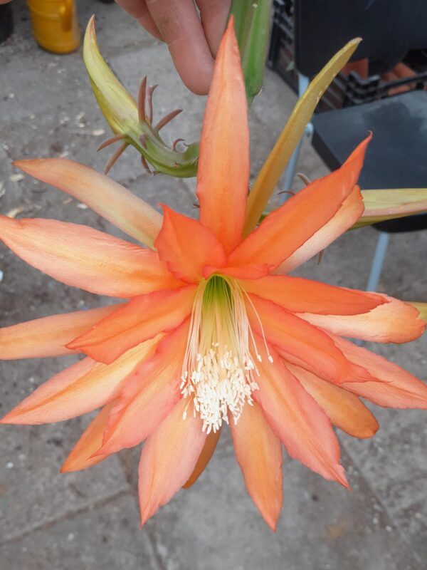 Epiphyllum cv. EK4