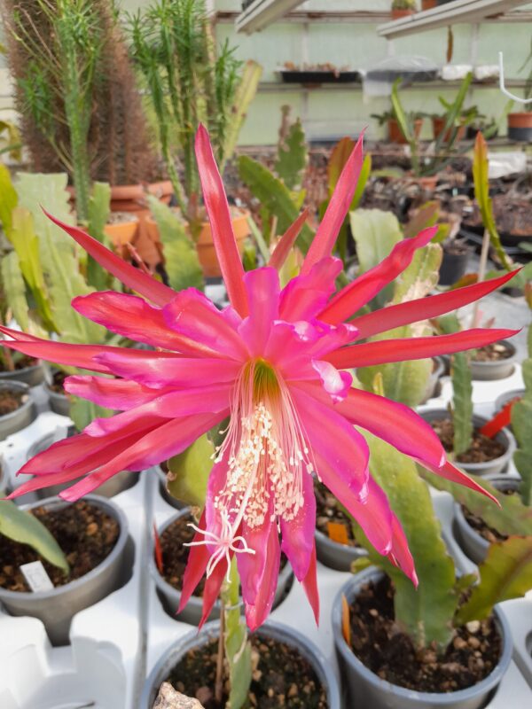 Epiphyllum cv. Dark Accent