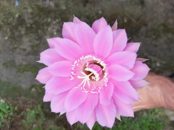 Echinopsis cv. Oxygen14A5