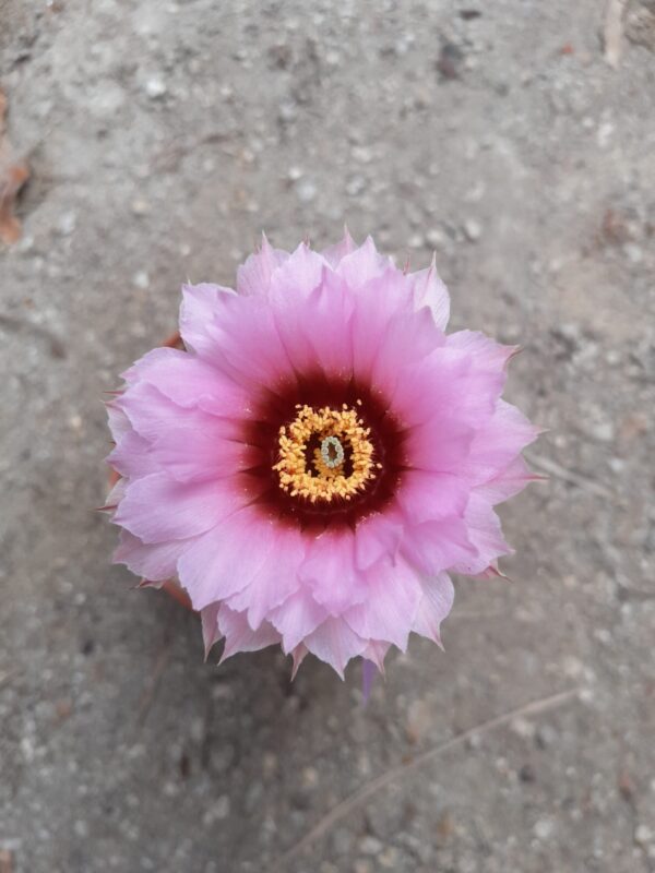 Echinocereus reichenbachii ssp. fitchii - Image 2
