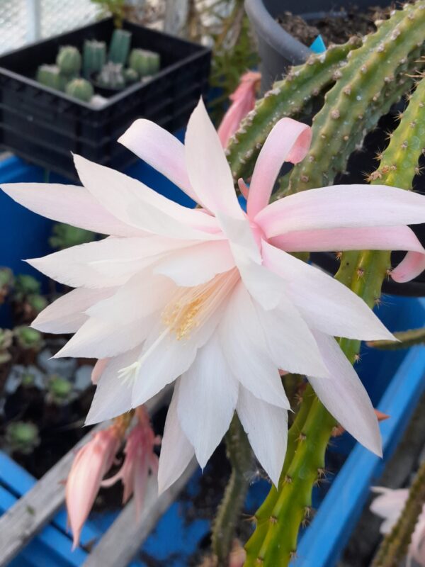 Disocactus schrankii hybrid