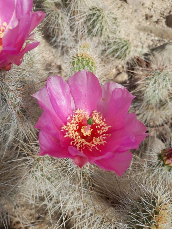 Opuntia polyacantha v erinacea ursina