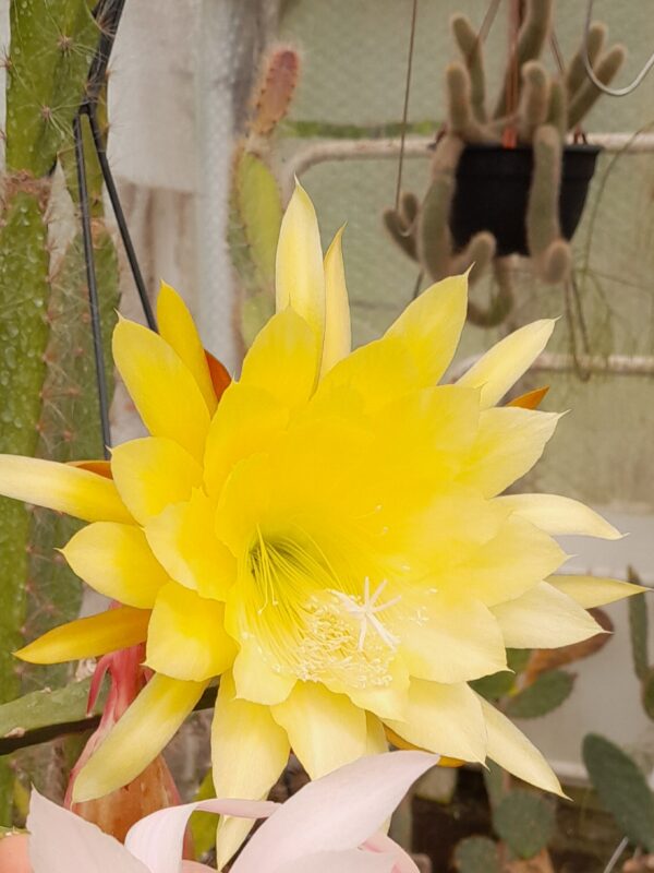 Epiphyllum cv. Yellow Gem