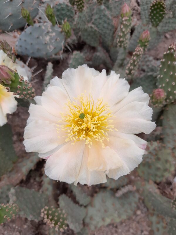 Opuntia debreczyi, lys gul