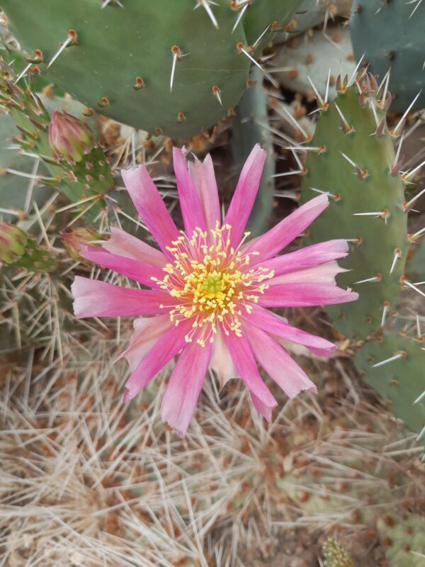 Opuntia polyacantha f. rhodantha "Rosenheim"
