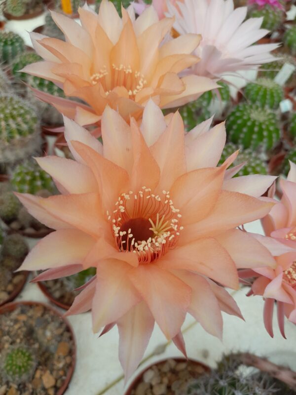 Echinopsis cv. Grace