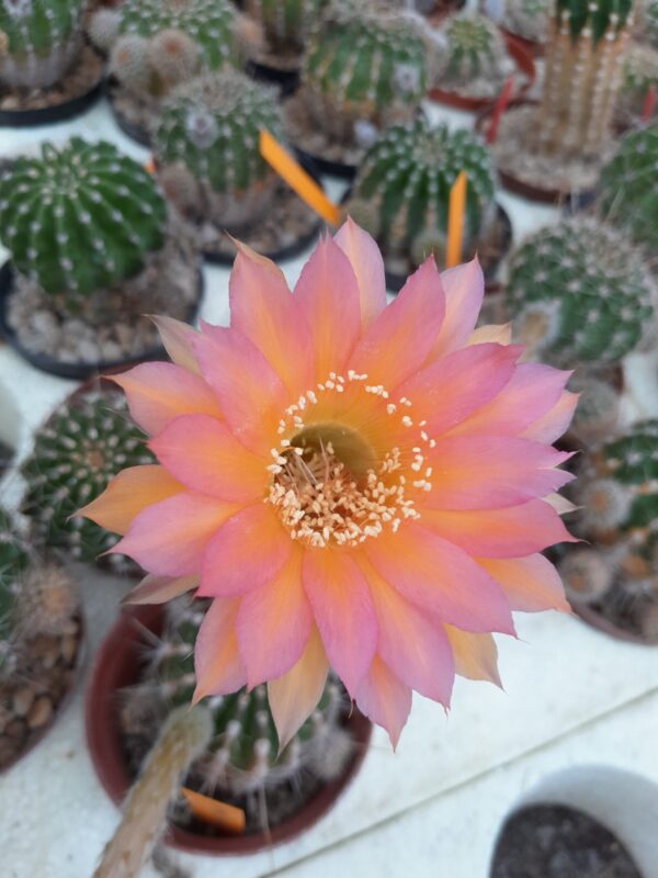 Echinopsis cv. Marian