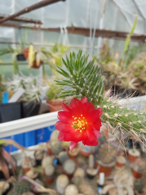 Austrocylindropuntia shaferi