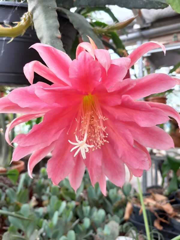 Disocactus kimnachii