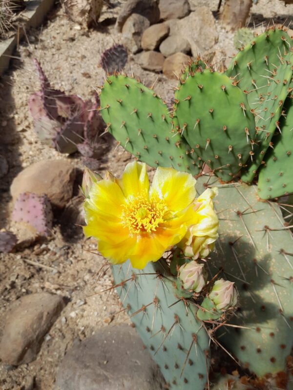 Opuntia phaeacantha, Colorado, Fremont Co., DJF970.18