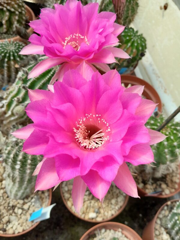 Echinopsis cv. Patricia