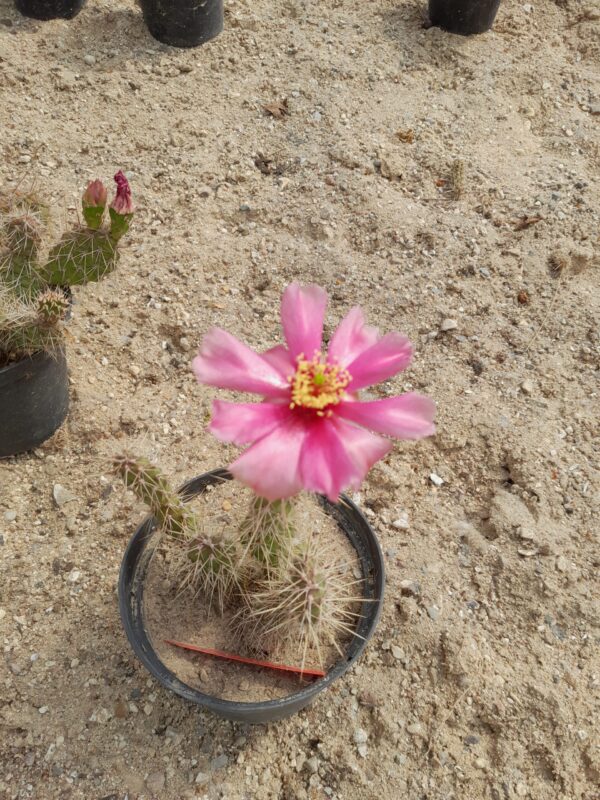 Opuntia fragilis cv. Wolkenstein