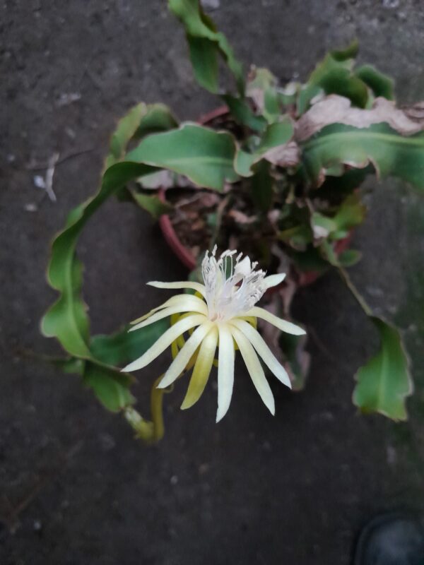 Epiphyllum guatemalense f. monstrosum