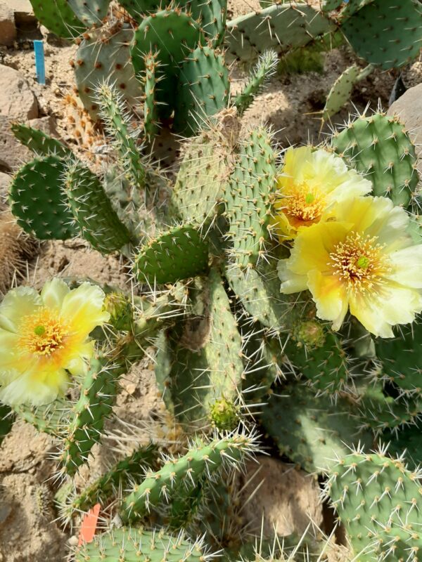 Opuntia cymochila, Kansas, Graham County