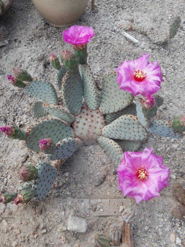 Opuntia basilaris, California, San Bernardino Mts. - Image 3
