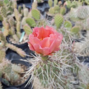 Opuntia polyacantha BW Rosa