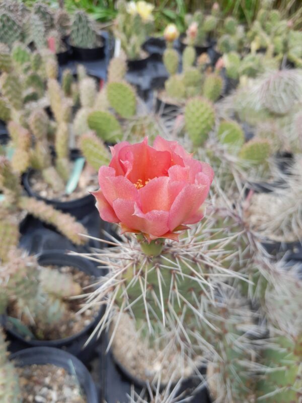 Opuntia polyacantha BW Rosa