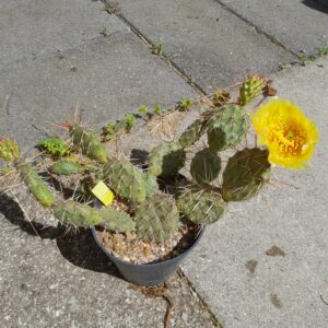 Opuntia x smithwick, South Dakota, Smithwick