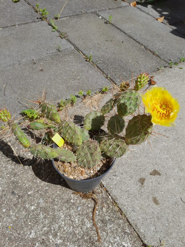 Opuntia x smithwick, South Dakota, Smithwick