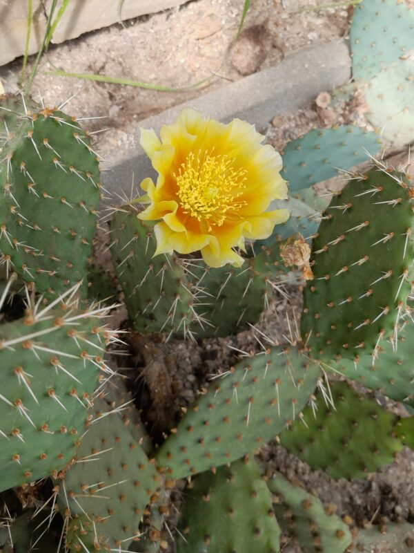 Opuntia cymochila, Colorado, Larimer