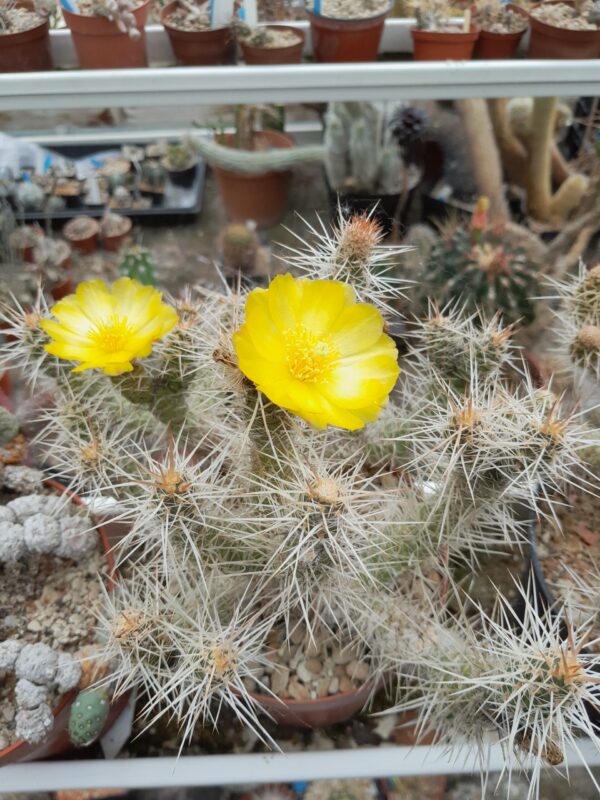 Tephrocactus weberi