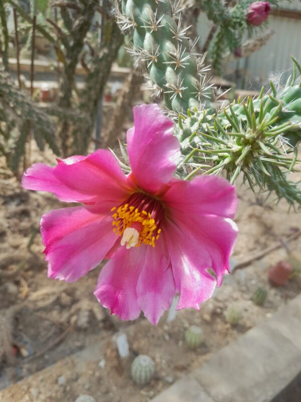 Cylindropuntia imbricata