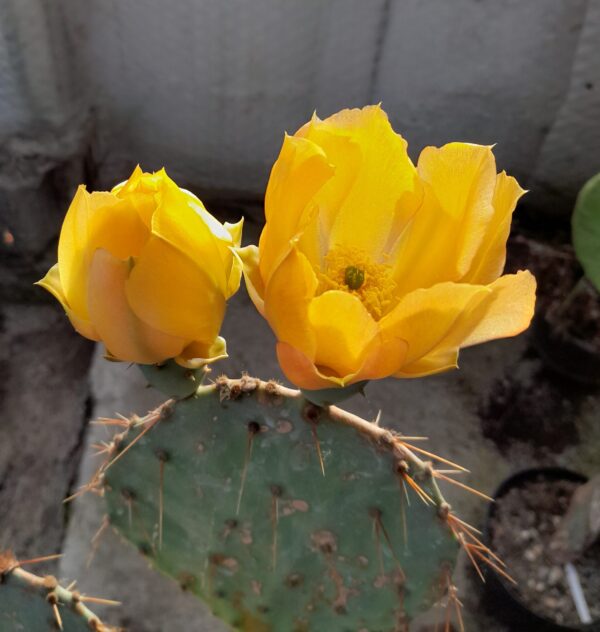 Opuntia engelmannii - Image 2