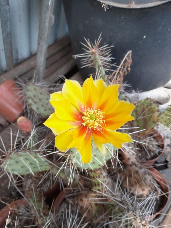 Opuntia phaeacantha