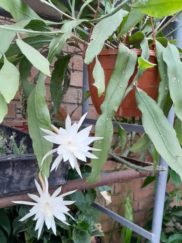 Epiphyllum pumilum