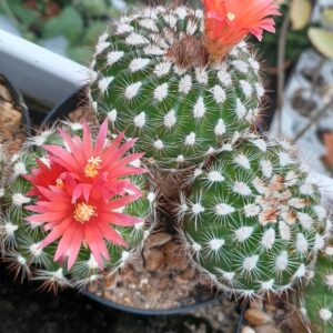 Parodia laui
