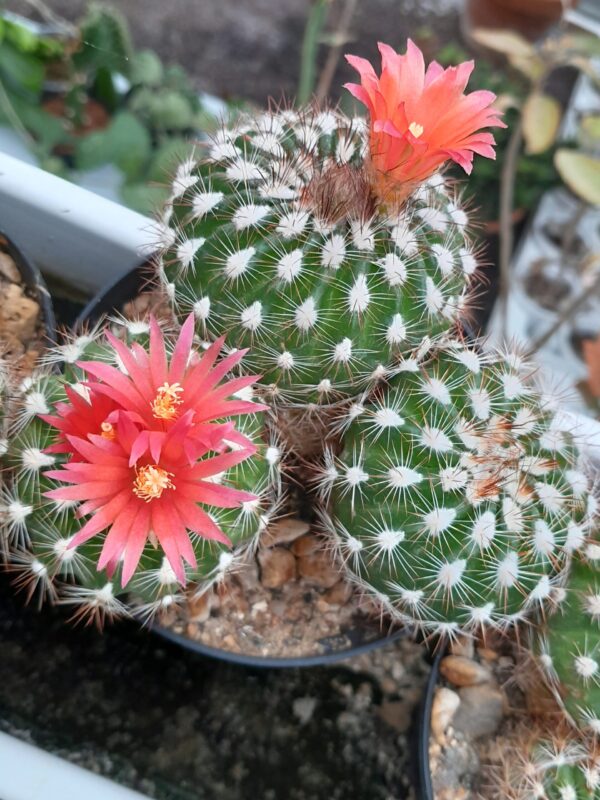 Parodia laui