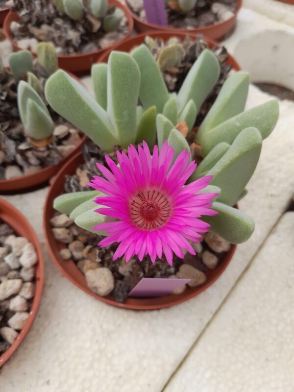 Cheiridoposis purpurea
