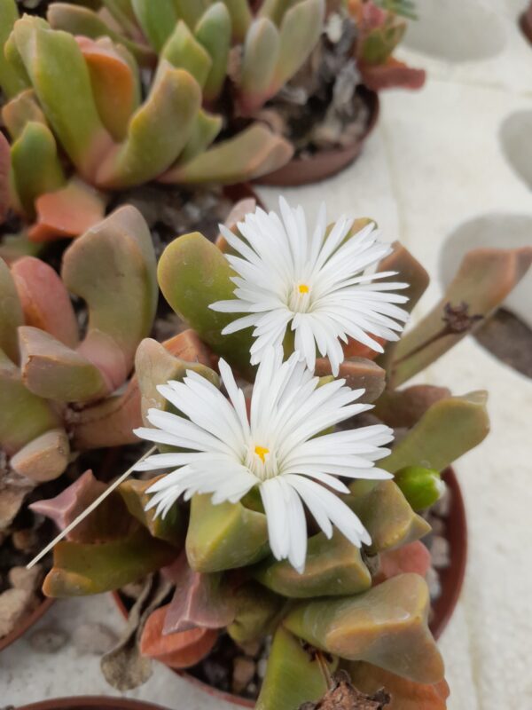 Cerochlamys pachyphylla v. albiflora