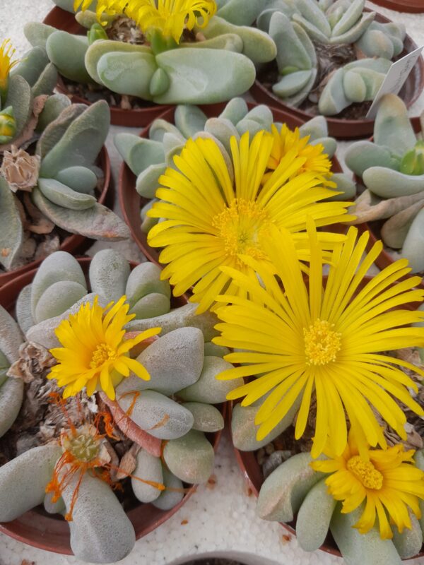 Glottiphyllum oligocarpum