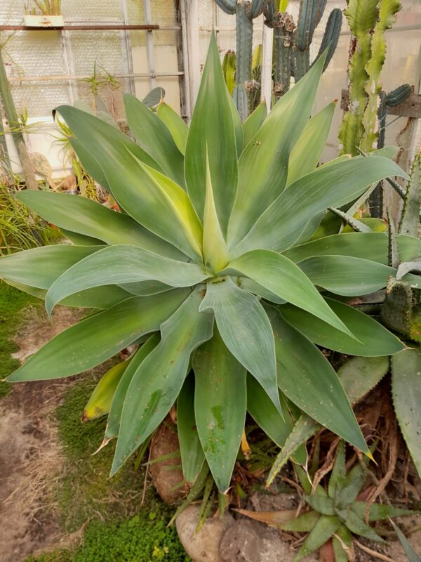 Agave attenuata - Image 2