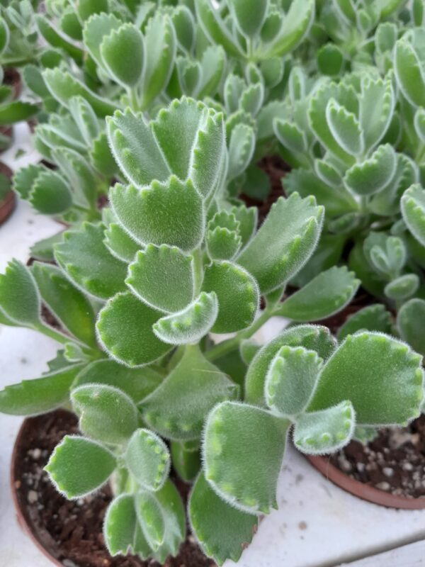 Cotyledon tomentosa