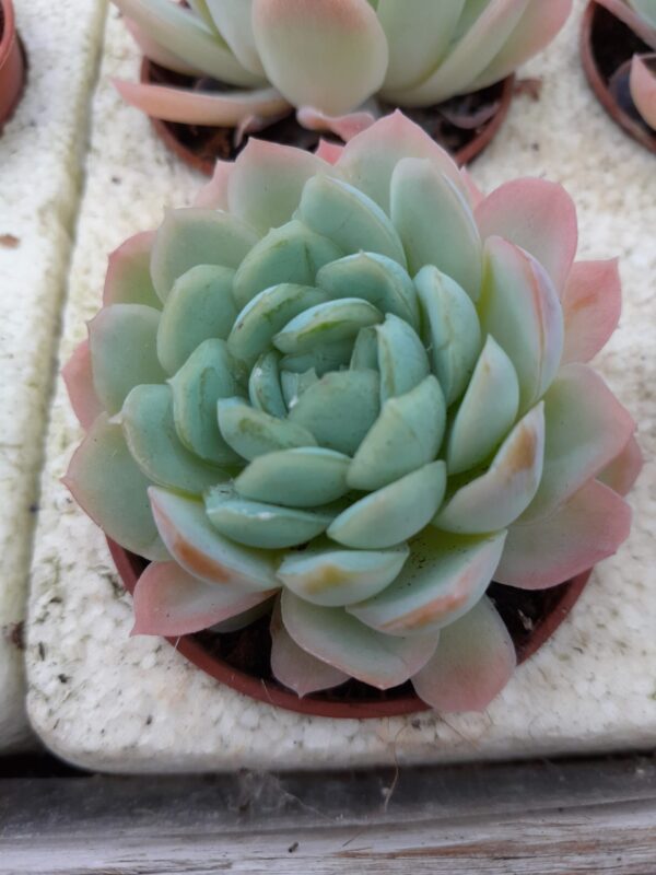 Echeveria elegans