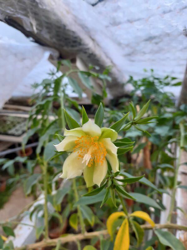 Pereskia aculeata