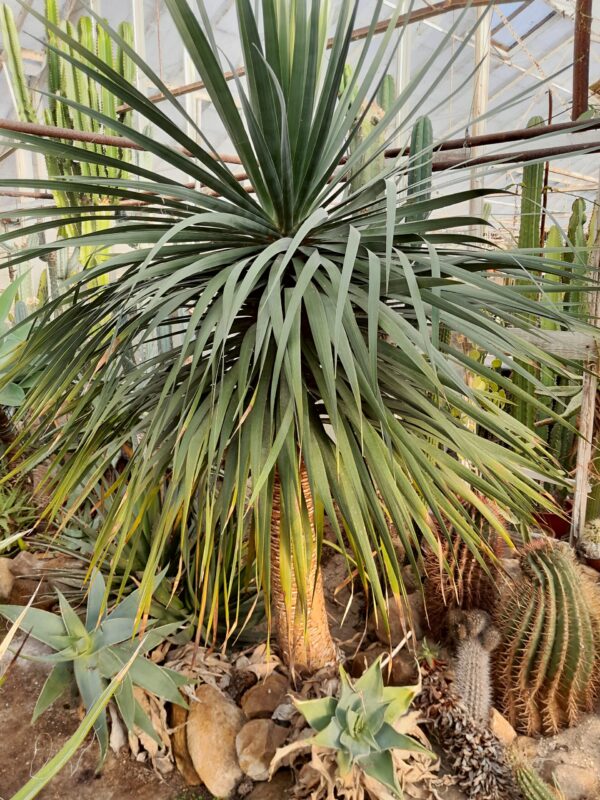 Dracaena draco - Image 2