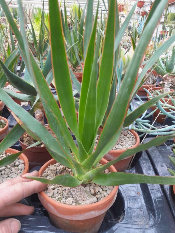 Dracaena draco