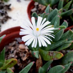 Ruschia gemina, RAWE1407 Rodinek
