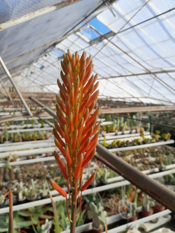 Aloe dawei - Image 2