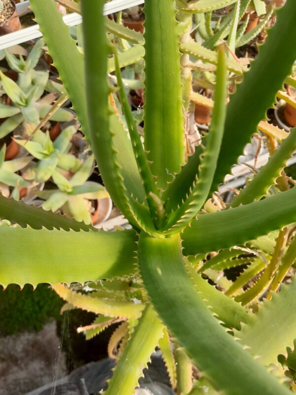 Aloe dawei