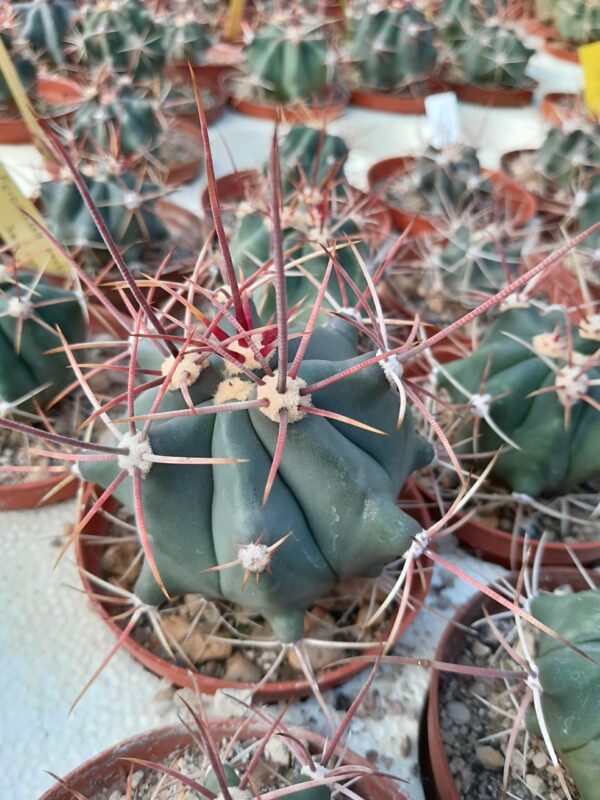 Ferocactus emoryi ssp rectispinus