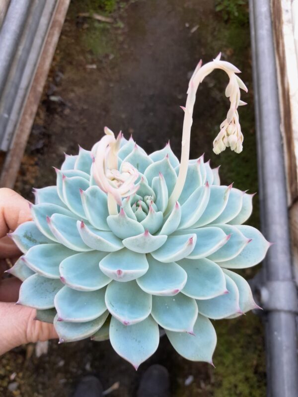 Echeveria chihuahuaensis