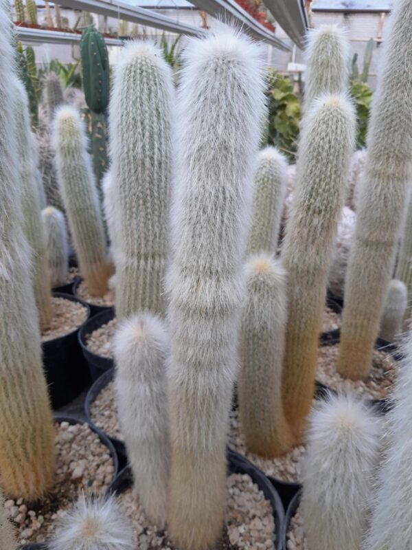 Cleistocactus strausii