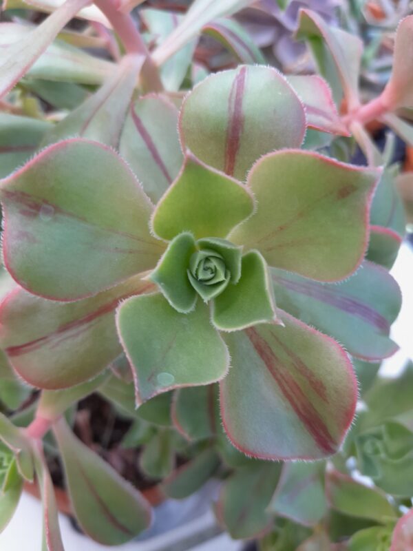 Aeonium leucoblepharum